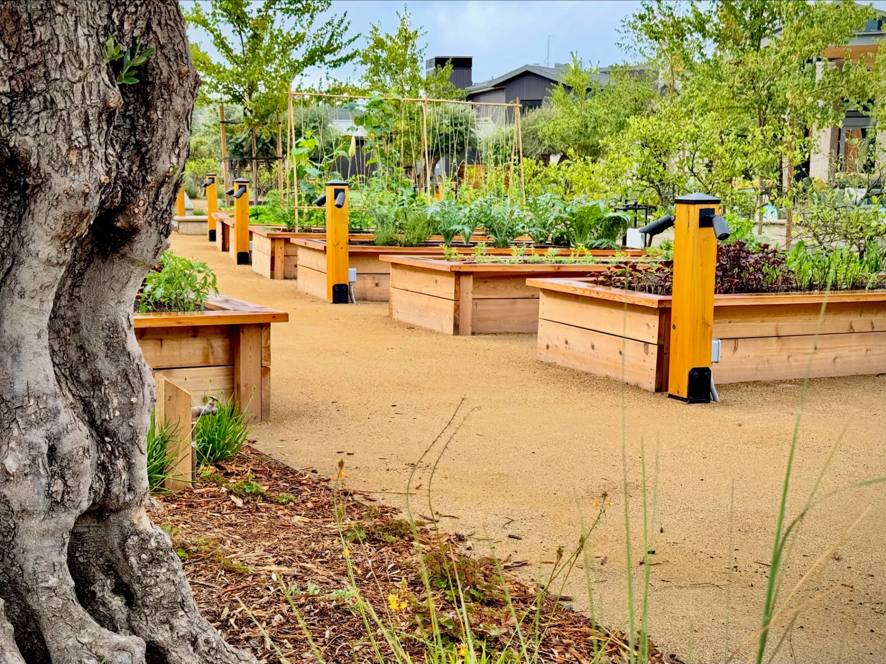 Community garden
