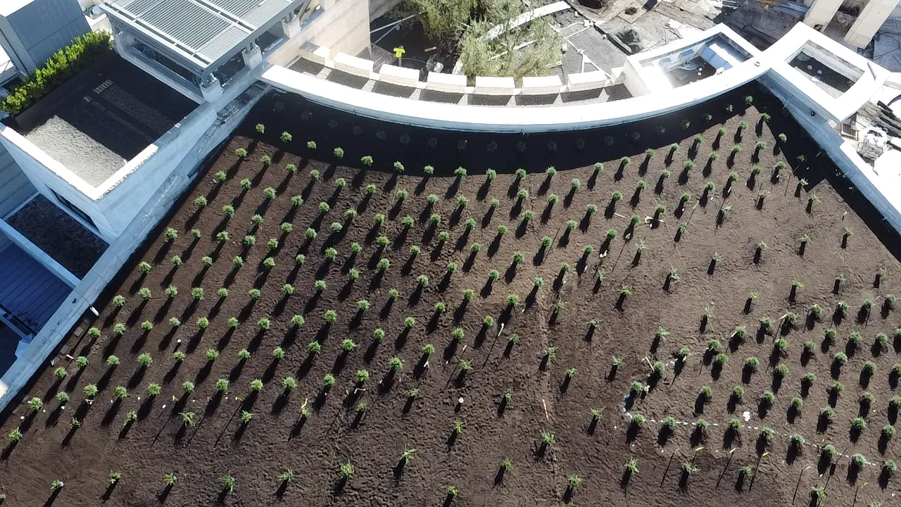 Aerial vineyard view