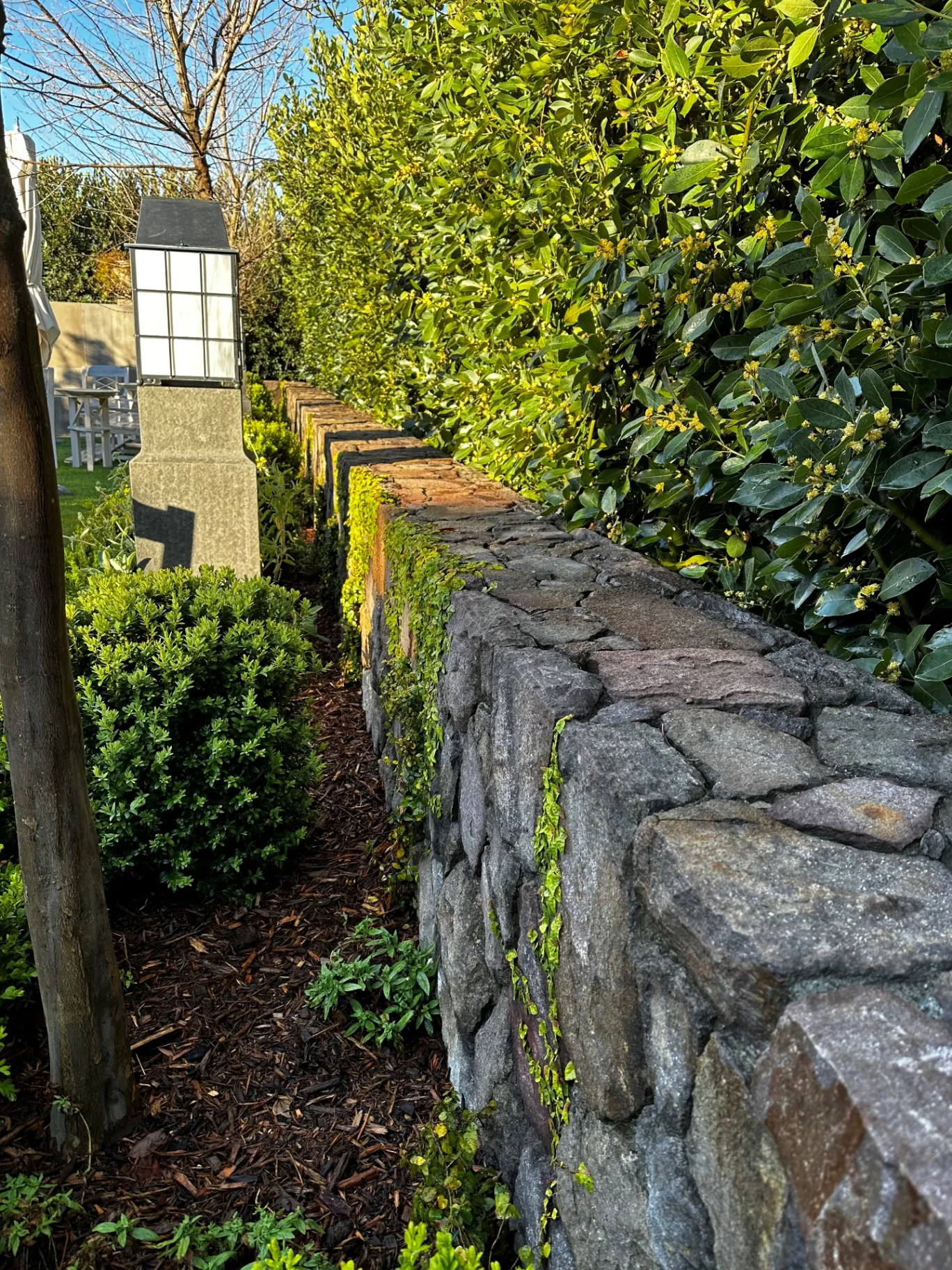 Stone wall with hedges